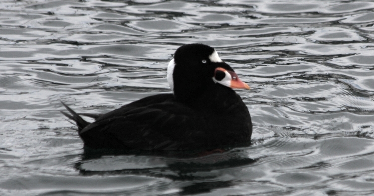Surf Scoter